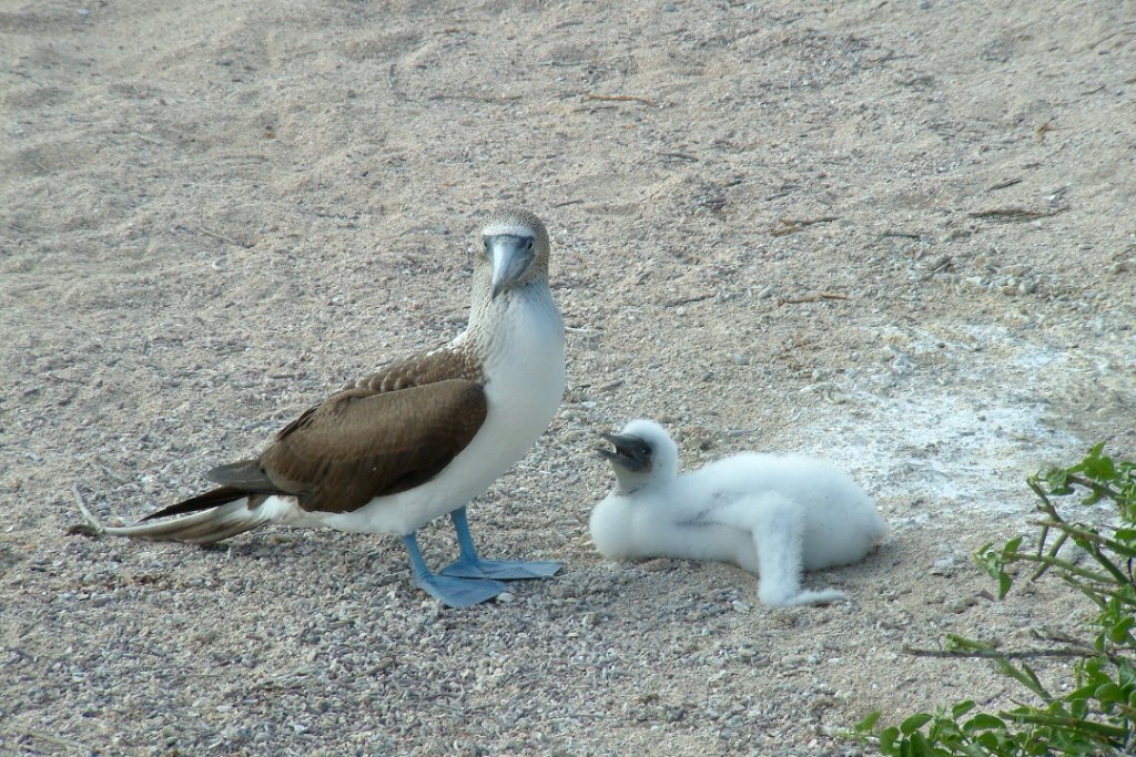 04-Blue-footed Booby with chick (1).jpg - Blue-footed Booby with chick (1)